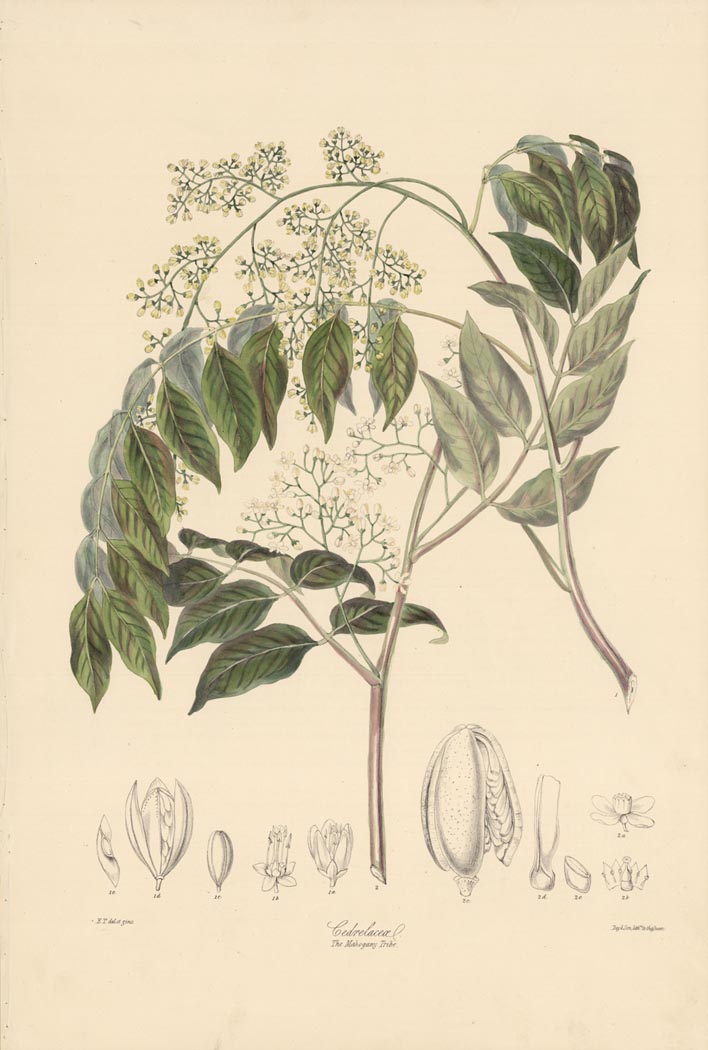 Cedrelaceae.  The Mahogany Tribe.