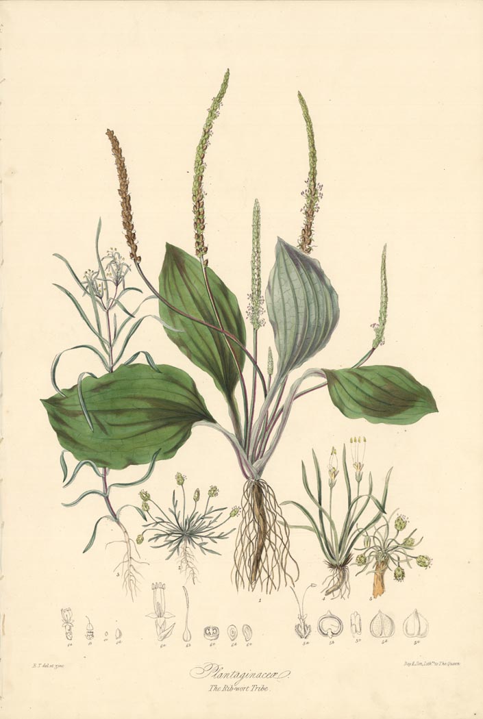 Plantaginaceae.  The Rib-wort Tirbe.