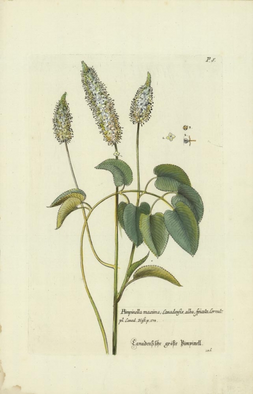 Pimpinella maxima, Canadensis, alba, sqicata.