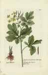 Chelidonium lobis subrotundis Haller.  (Celandine Poppy)