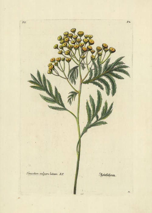 Tanacetum vulgare luteum.