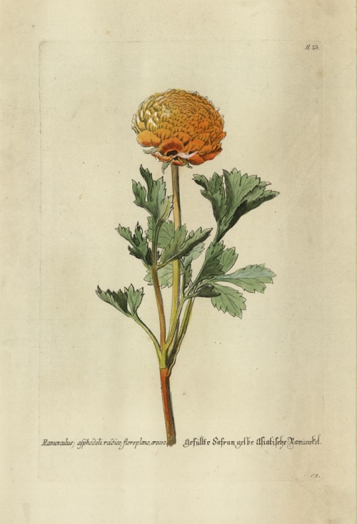 Ranunculus; asphodeli radice; florepleno, croceo.