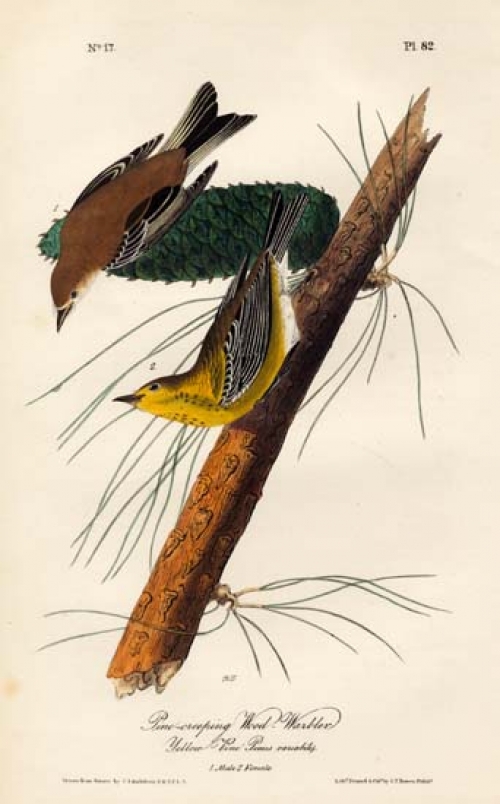 Pine-creeping Wood-Warbler.  (Male and Female).  (Yellow Pine. Pinuis Variabilis).  Pl. 82