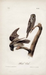 Hawk Owl.  Pl. 27.