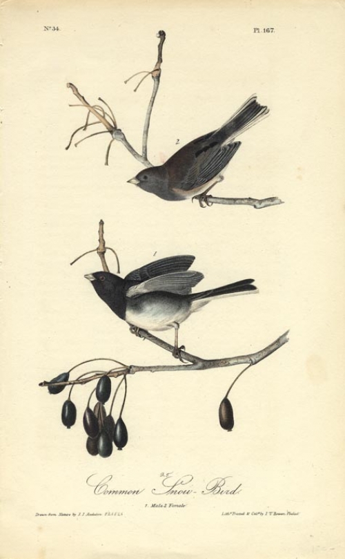 Common Snow Bird.  (Male and Female).  Pl. 167.