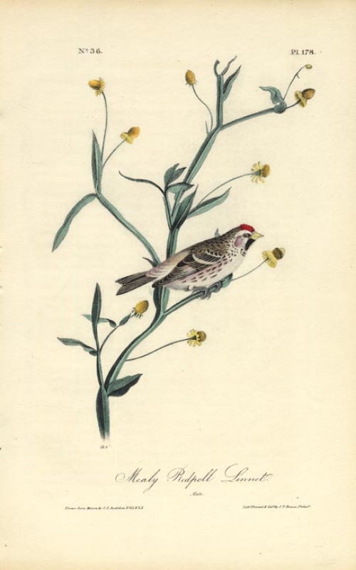 Mealy Redpoll Linnet.  (Male).  Pl. 178.