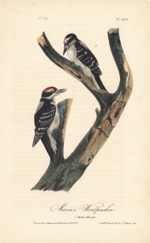 Maria's Woodpecker.  (male and female).  Pl. 260.
