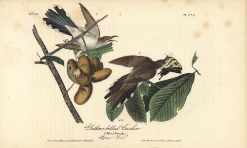 Yellow-billed Cuckoo.  (Male and female).  (Papaw Tree).  Pl. 275.