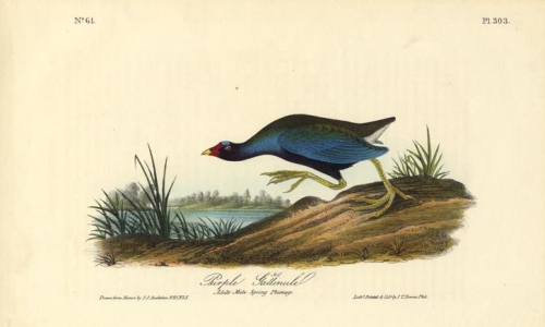 Purple Gallinule.  (Adult male, spring plumage).  Pl. 303.