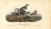 Black-bellied Plover.  (Male, young in Autumn, nestling).  Pl. 315.