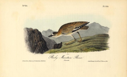 Rocky Mountain Plover.  (Female).  Pl. 318.