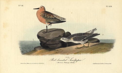 Red breasted Sandpiper.  (Summer plumage and winter).  Pl. 328.