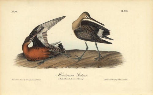 Hudsonian Godwit.  (Male and female Summer plumage).  Pl. 349.