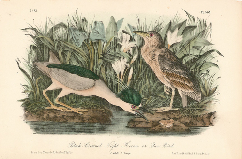 Black Crowned Night Heron, or Qua Bird.  (Adult and young).  Pl. 363.