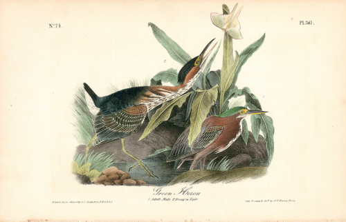 Green Heron.  (Adult male and young in September).  Pl. 367