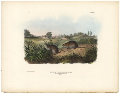 Wilson's Meadow Mouse. Plate 45.