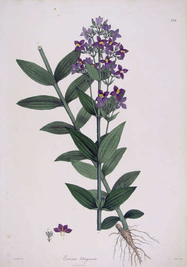 Exacum tetragonum [Gentianaceae].
