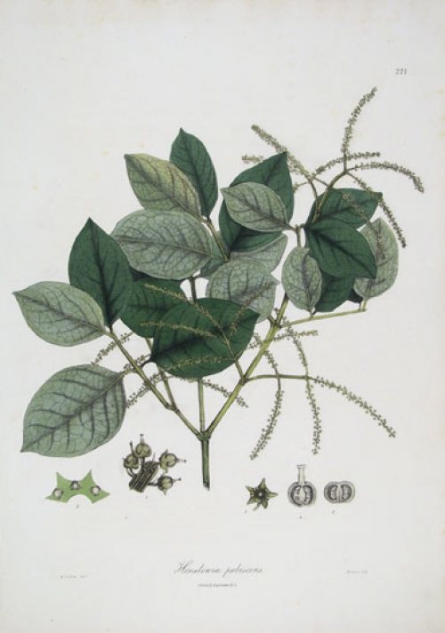 Henslowia pubescens.