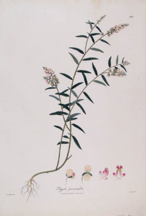 Polygala persicaricefolia [milkwort family].