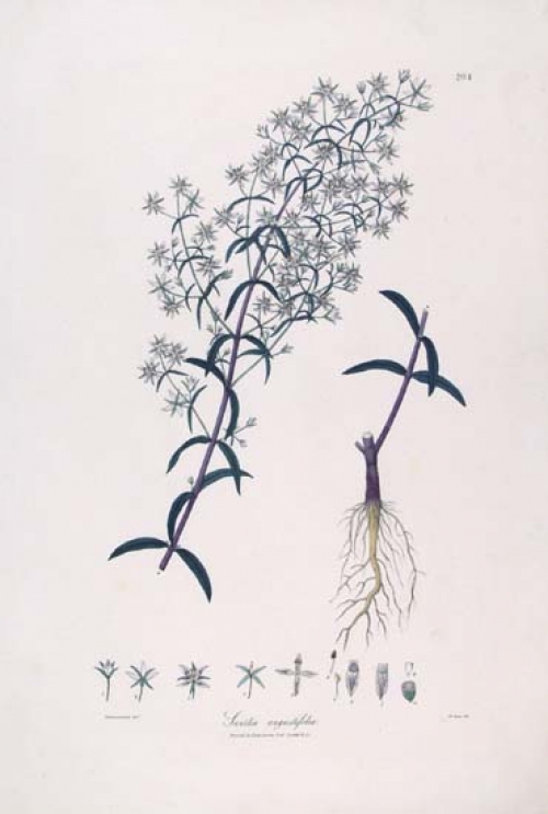 Swertia angustifolia [gentian family].