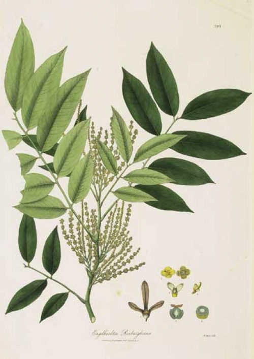 Engelhardtia Roxburghiana.