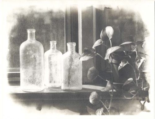Bottles with Ivy.