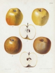 Diepe Kopjes - Fransche Reinette. Pl. 44. [apple]