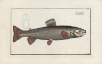 Salmo Alpinus. The Charr.  Pl. 104. (Salmon)