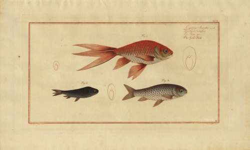 Cyprinus Auratus. The Gold Fish. Plate 94. (Goldfish.)