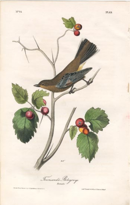 Townsend's Ptilogonys. (Female.) Pl. 69.