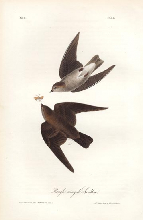 Rough-winged Swallow.  Pl. 51.