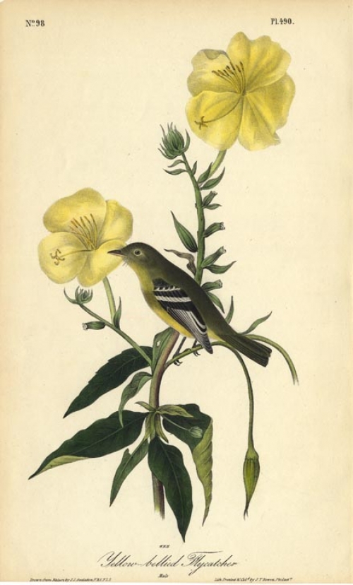 Yellow bellied Flycatcher.  (Male).  Pl. 490.