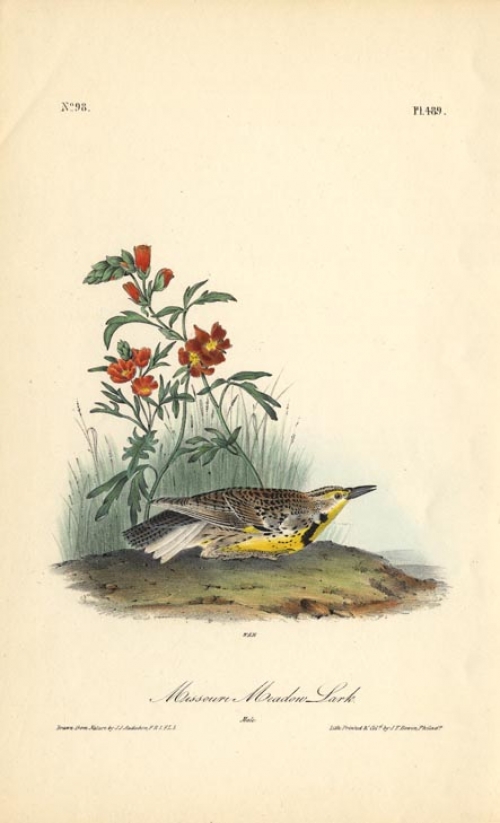 Missouri Meadow Lark.  (Male).  Pl. 489.