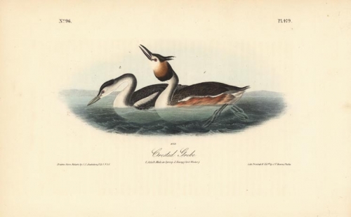 Crested Grebe.  (Adult male in spring and young first winter).  Pl. 479.