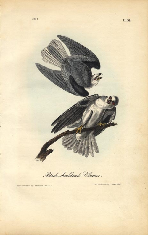 Black-shouldered Elanus.  Pl. 16.