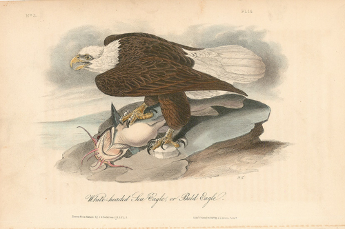 White-headed Sea Eagle, or Bald Eagle.  Pl. 14.