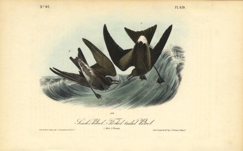 Seach's Petrel - Forked tailed Petrel.  (Male and female).  Pl. 459.
