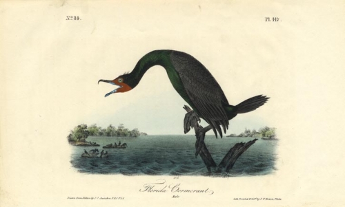 Florida Cormorant.  (Male).  Pl. 417.