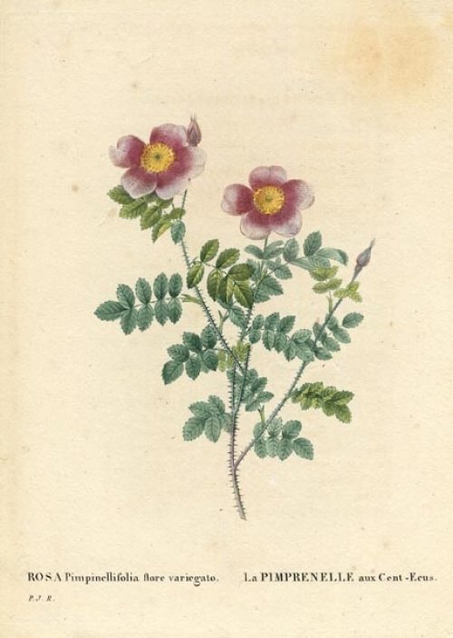 Rosa Pimpinellifolia flore variegato.  La Pimprenelle aux Cent-Ecus.