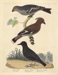 Pallas' Dipper, Bohemian Waxing, Female Pine Bullfinch.