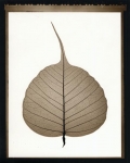 Bodhi Leaf.