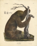 Bradipus tridactylus, Lin. [Three-toed sloth].