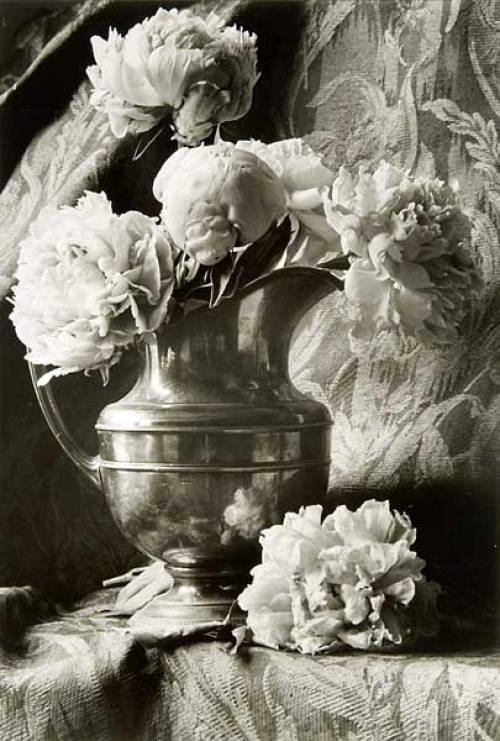 Peonies and Silver Pitcher.