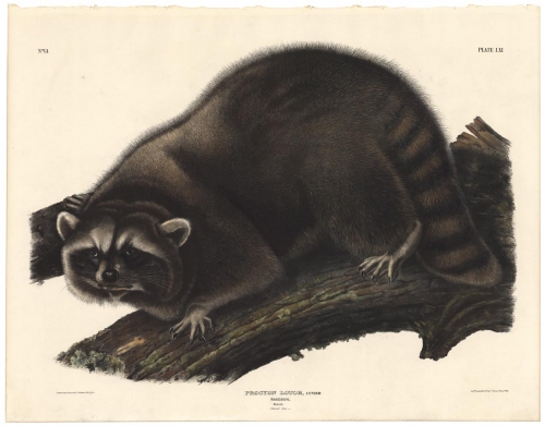 Raccoon.  Male.  Procyon Lotor, Cuvier.  Plate LXI.