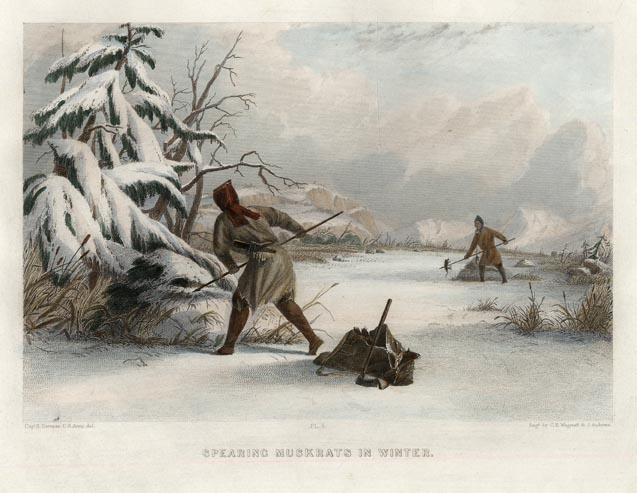 Spearing Muskrats in Winter.