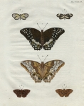 Butterflies. [Untitled.]  Plate 280.