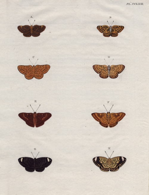 Untitled Butterflies. Plate 271.