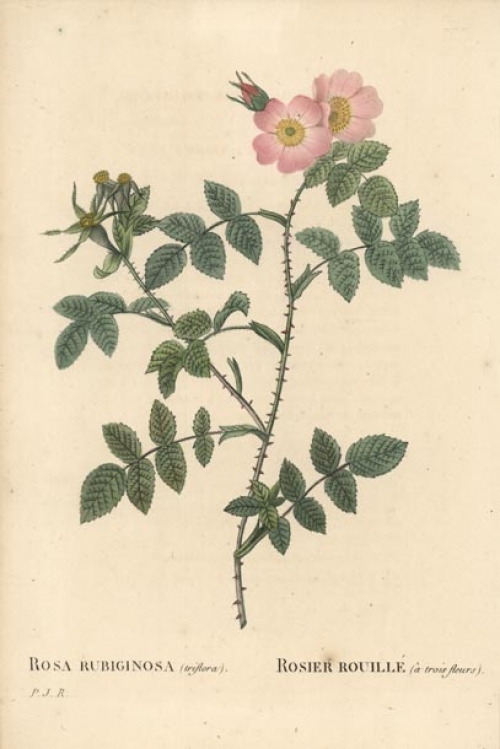 Rosa Rubiginosa (triflora) / Rosier Rouille (a trois fleurs).