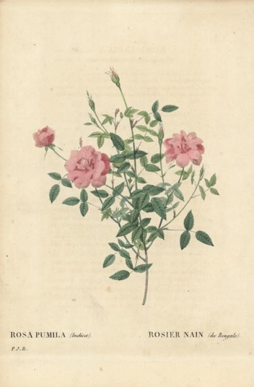 Rosa Pumila (Indica). / Rosier Nain (du  Bengale).