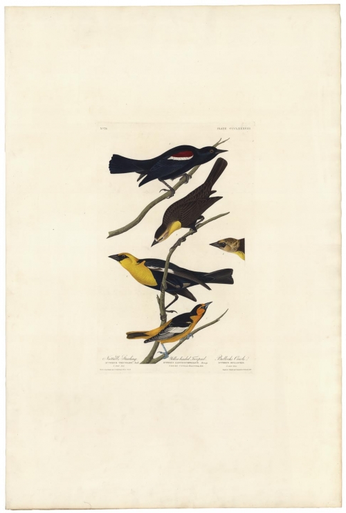Nuttall's Starling (and) Yellow-headed Troopial (and) Bullock's Oriole. Plate 388.
